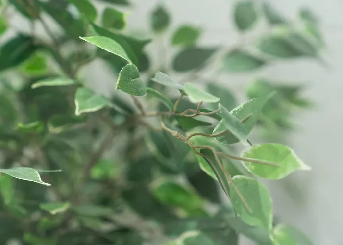 Floeckner Alojamento de Acomodação e Pequeno-almoço